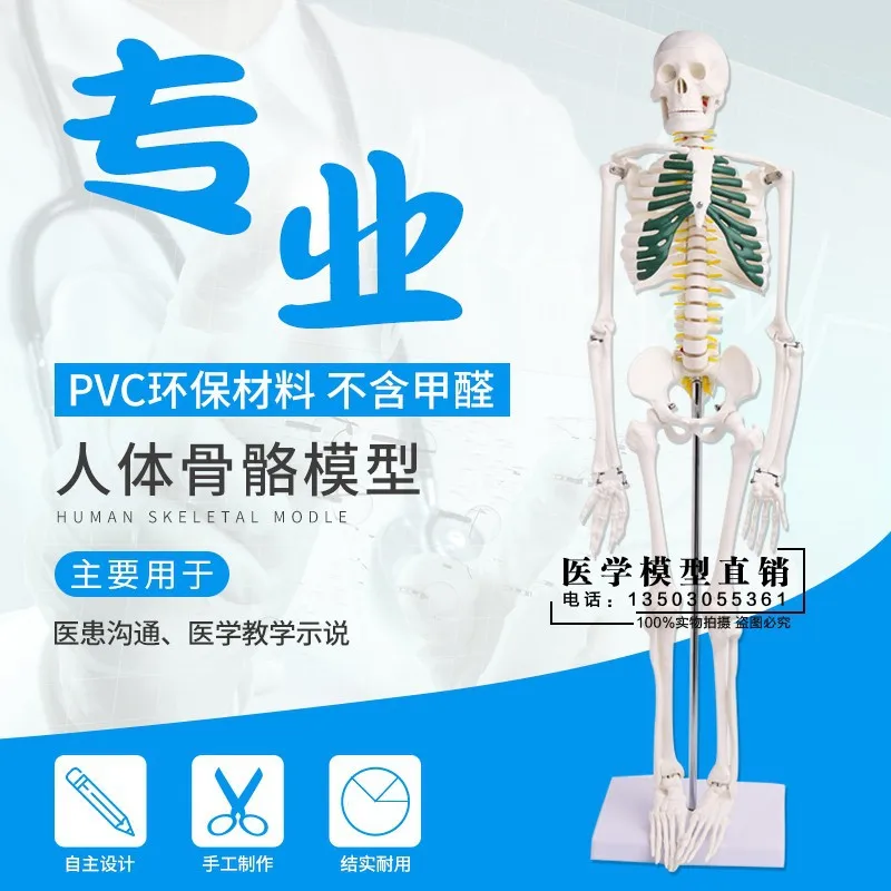 

Human Skeleton Human 45 85 Cm Spine Human Skeleton Spine Human Hospital for Bone China Large