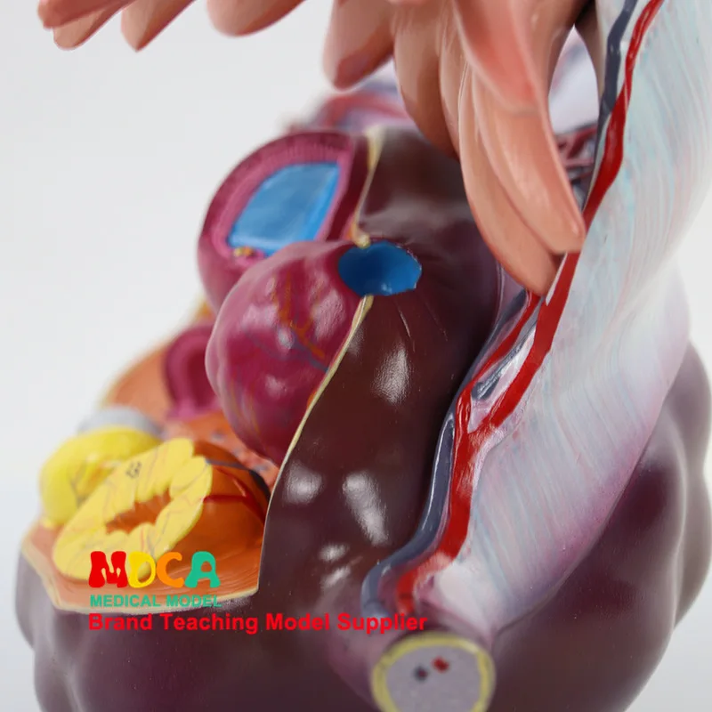 Ovarian Structure Amplifier Model Family Planning Ovarian Demo Model Medicine Teaching Mszxt008