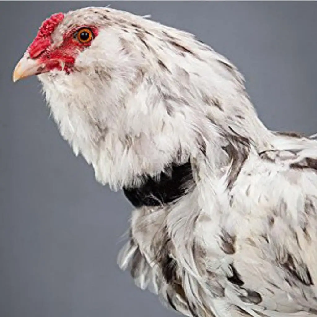 2pcs No Crow Collar for Roosters No Crowing Belt Neckband Poultry Supplies Neckband Anti Hook Neck Belt for Cockerel