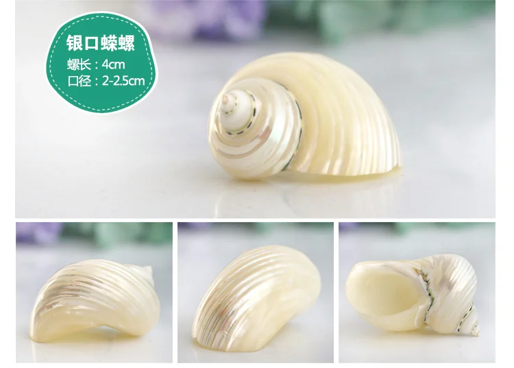 Spiral Shell Fish Tank Shellfish Hermit Crabs Tank Decoration Natural Shell Conch Decoration Crafts Micro-landscape Specimens