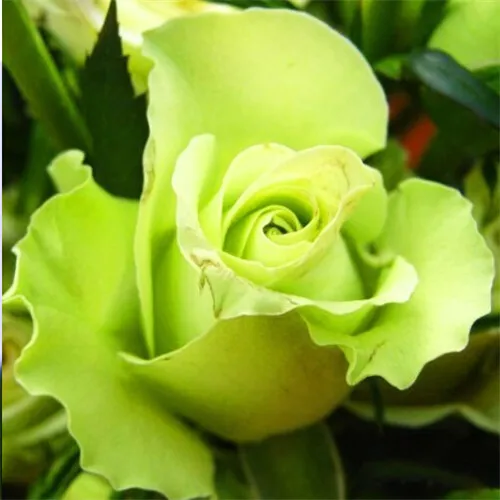 100 шт изумительно красивые розы бонсай цветок с красным краем рассада редкий цвет популярный садовый многолетник куст или бонсай цветок - Цвет: 2