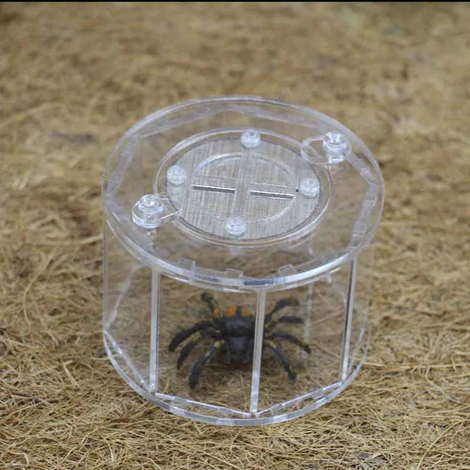 Insect Ornamental Box Reptile Breeding Box Holding Acrylic Eight-Sided Ornamental Transparent Reptile Terrarium