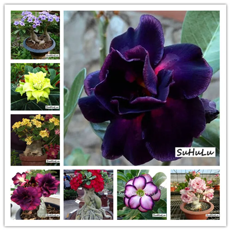 

100% True Adenium Obesum Bonsai Exotic Desert Rose Flowers Balcony Desert-Rose Bonsai MultiColor Petals Succulents Tree 50 Pcs