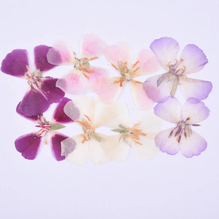 6pcs 4-5cm Pressed Dried Godetia Flowers Plants Herbarium For Jewelry Postcard Phone Case Photo Frame Bookmark Craft DIY | Дом и сад