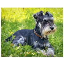 Полный квадратный круглый алмазной живописи фотографии на заказ ПЭТ вышивка с кристаллами в форме собаки шнауцер собака 5D DIY Стразы для вышивки L329