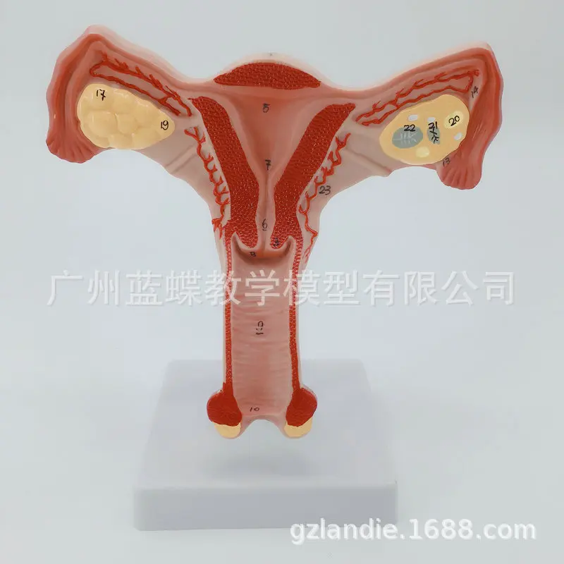 Normal Natural Large Uterine Model Reproductive Medicine Gift Model Female Uterine Pussy Model
