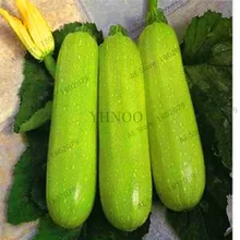 Акция по потере! 10 свежесобранных кабачков бонсай хороший вкус овощи DIY для приготовления пищи для сада,#6TDFGB