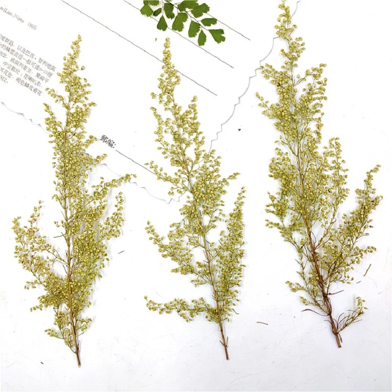 

100pcs Pressed Dried Artemisia annua Flower Herbarium For Epoxy Resin Jewelry Making Bookmark Face Makeup Nail Art Craft