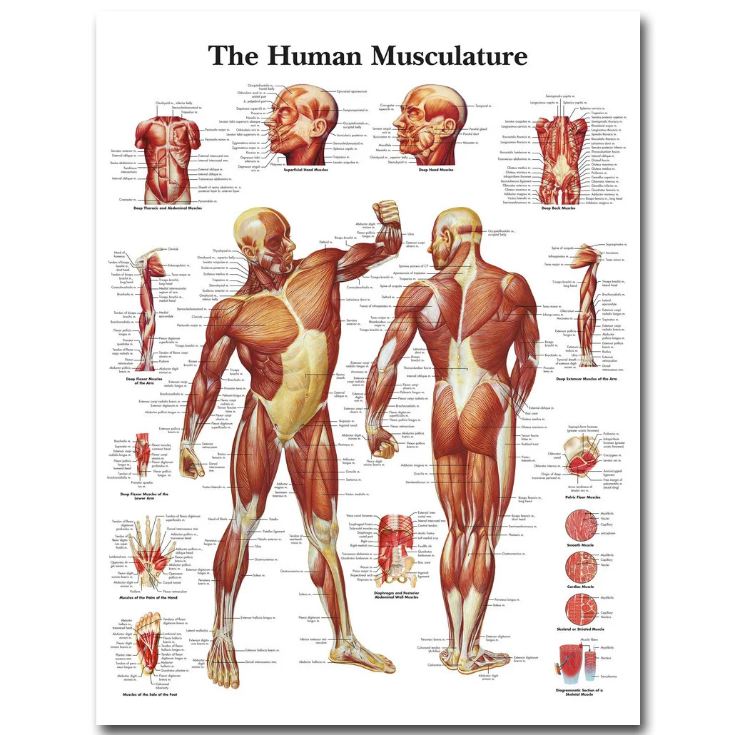 

Wall Art Picture Human Body Medical Educational Map Poster Human Anatomy Muscle System Silk Cloth Painting Home Decor