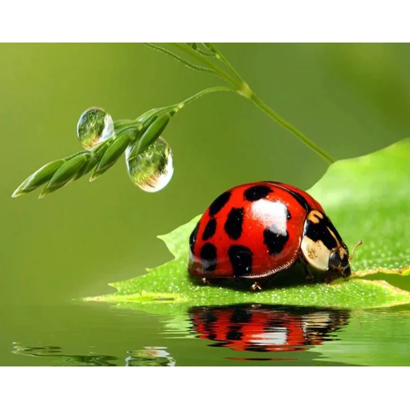 

Animal Diamond Embroidery Needlework 5D DIY Diamond Painting Animal Seven Star Ladybug Full Square Rhinestones Mosaic Home Decor
