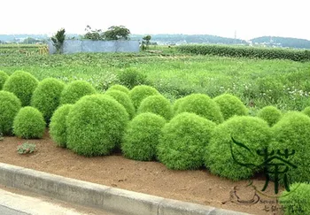 

Kochia Scoparia Mock-cypress Belvedere Burningbush Di-Fu-Zi