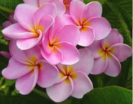 "24 типа", 5 шт. настоящая свежая Плюмерия рубра Франгипани лилавадея цветок дерево бонсай - Цвет: 17
