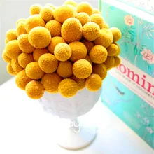 Новинка! 100 шт Heirloom Craspedia Globosa барабанная палочка многолетний Billy пуговицы сад желтый цветок бонсай