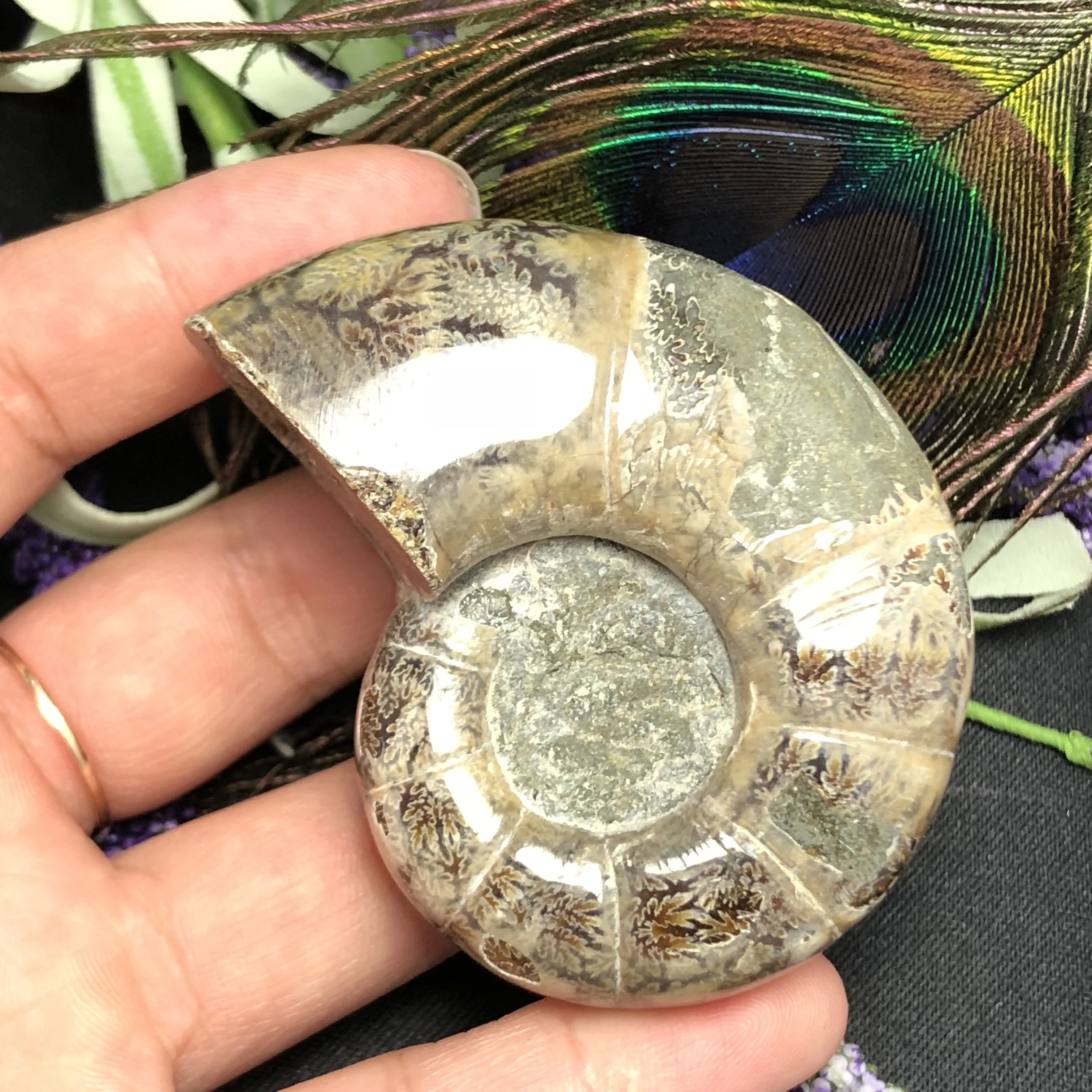 Natural Ancient ammonite Fossil stone Crystal "Goat Horn" Fossil Ammonite madagascar fossil specimen healing