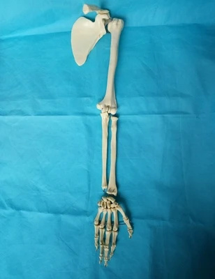 Верхняя конечность модель кости лопатки кости модель скелета манекен для медицинского обучения кости установка поясняющая модель