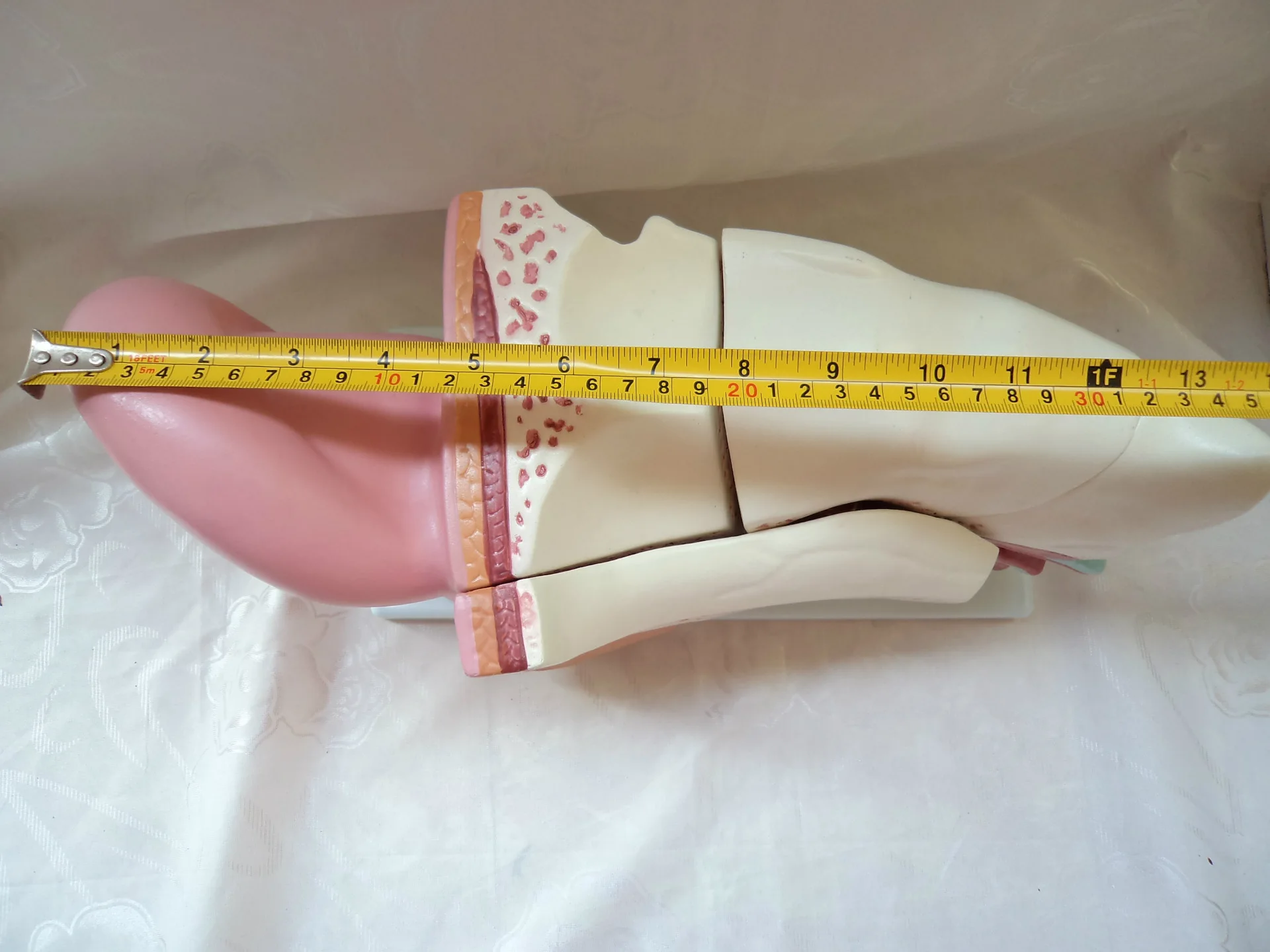Big-Ear Anatomical Model Ear Model China Science Publishing& Media Ltd.(cspm) Scientific And Educational Toy Children Teaching