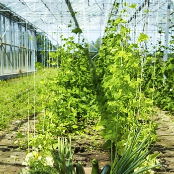 

2pcs Tomato Hooks Vegetable Clamps For Planting Cucumber Cherries With 15m