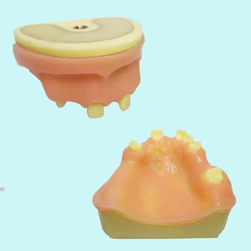 1 piece Dental Sinus Lift Practice Teeth Model with Imitation Bone Drilling Silicone Soft Gum Cutting 2