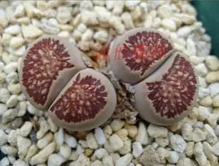 50 шт. свежие настоящие литопсы Aizoaceae псевдоtruncatella суккулент Semillas микс~ живые камни красочные лица sementes - Цвет: 2