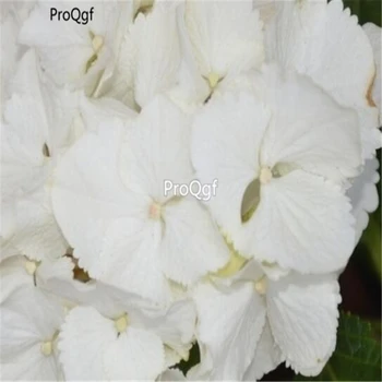 

Ngryise 500Pcs A Set Geranium Pelargonium