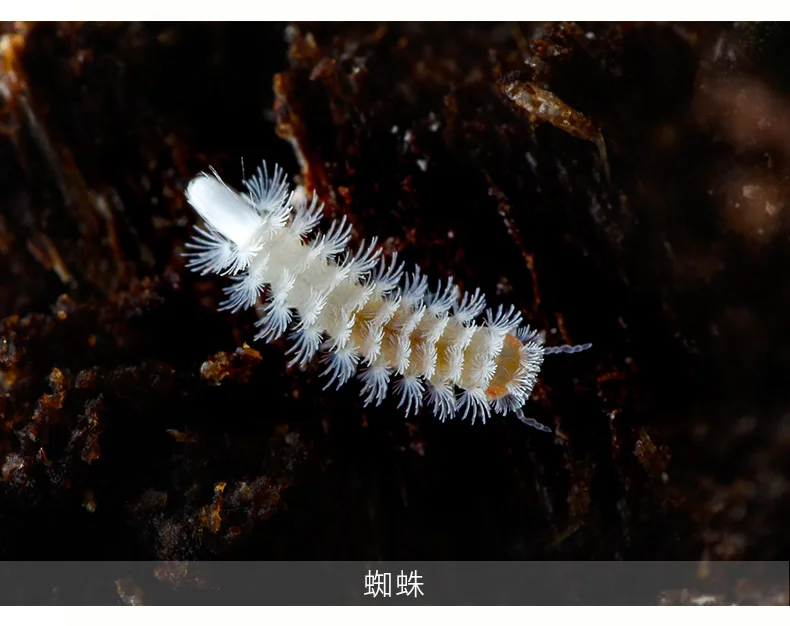 O1CN01AEtEsL1M45APM8TrL_!!2583301380