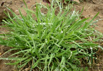 

Poa Annua Annual Meadow-Grass Annual Bluegrass Zaoshu-He