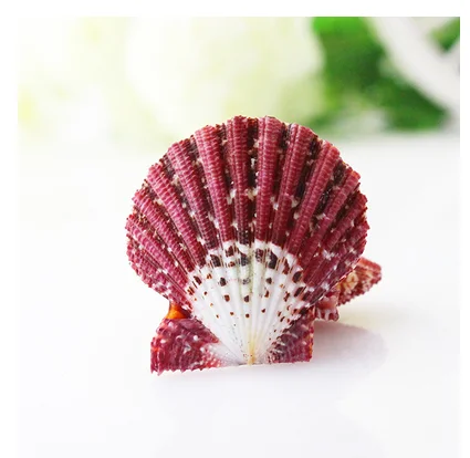 Oil painting scallop natural color caracol conch shooting props natural shells beads