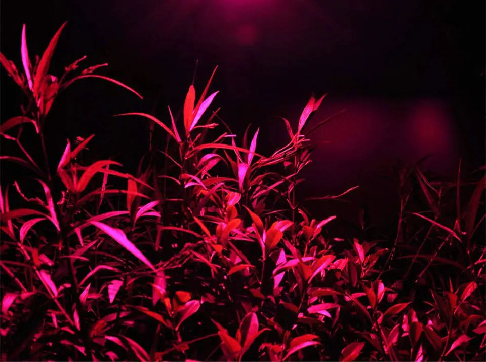 Driverless Smart IC AC 110V 220V Full Spectrum COB LED Light Chip for Floodlights Plant Grow Lamp 20W 30W 50W LED Bulb 60x40mm (21)