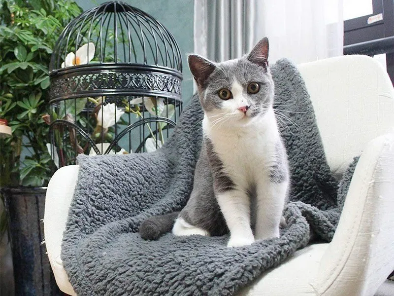 Benepaw мягкое уютное Флисовое одеяло для собаки для питомца теплое пушистое плюшевое одеяло для щенка кота для маленьких средних и больших аппарат для приготовления хот-догов моющийся