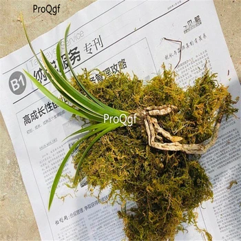 

Ngryise 2Pcs A Set Cymbidium ensifolium