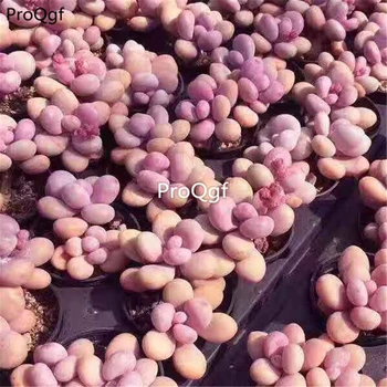 

Ngryise 5Pcs A Set Graptopetalum amethystinum