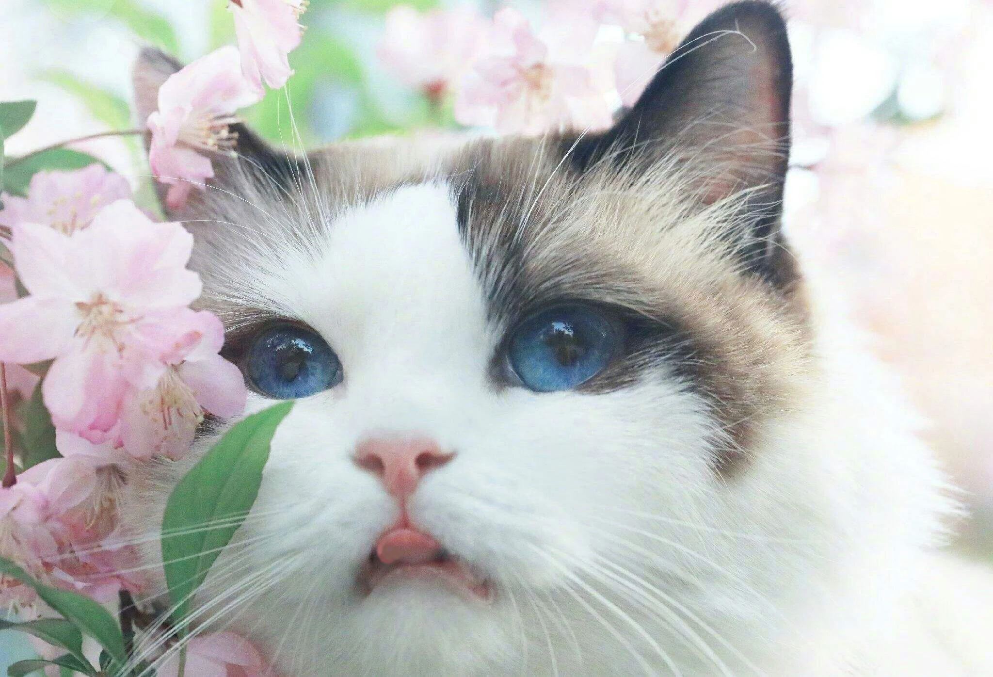 cute ragdoll