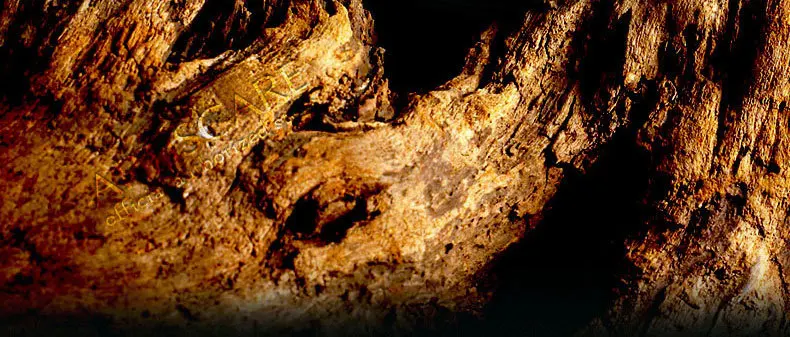 sandalwood_02_02