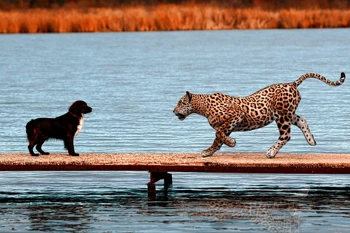 

Home decoration sobaka iaguar rendering mostik vodoem vstrecha fotoart kolla Silk Fabric Poster Print DW20200405