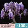 Wisteria Chinese seeds (5 pcs) ► Photo 1/6