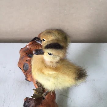 

Taxidermy duck 3 headed yellow duckling oddity homedeco gift,#a4