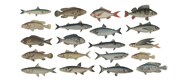 20 шт морской рыбы, образец рыбы, красочные декоративные наклейки для Diy Ablum дневник книги Bullet Journal sticker канцелярские товары