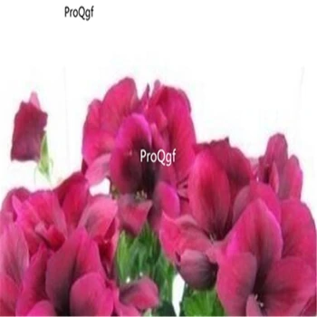 

Ngryise 500Pcs A Set Geranium Pelargonium
