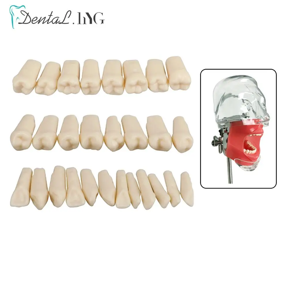 28-Piece Resin Dental Permanent Teeth Model Set - Discrete Tooth Model With Simulated Root