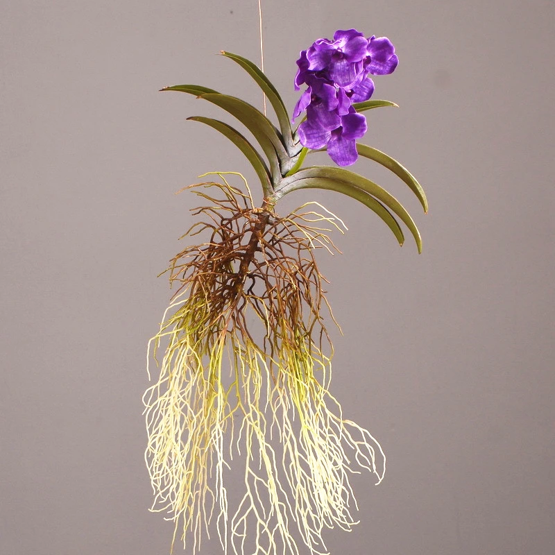 Orchidée Vanda Artificielle Réaliste 91cm, Avec Racines De Feuilles,  Moderne, Lumière De Luxe, Décoration De Maison, Accessoires De Fleurs  Artificielles - Artificielle Et Fleurs Séchées - AliExpress