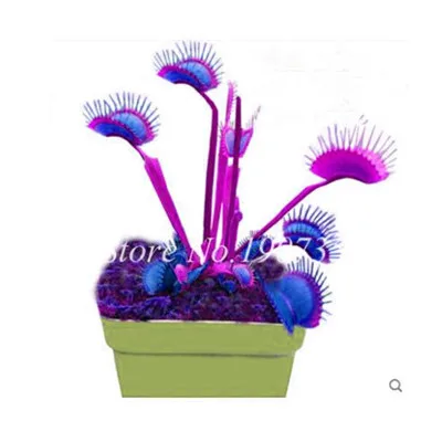 По выгодной цене! 200 шт в горшках инсективорный Dionaea Muscipula Гигантский Венера флайтрап бонсай плотоядное растение легко выращивать - Цвет: 19