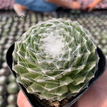 

Ngryise 3Pcs a set Sempervivum arachnoideum