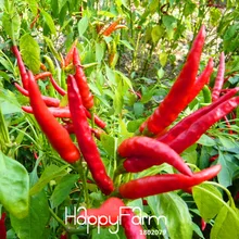 Promotion!Red Pepper Potted Garden Courtyard With a Non-transgenic Plant Organic Vegetables Pepper Bonsai 100 Pcs/Bag,#SBDHOV