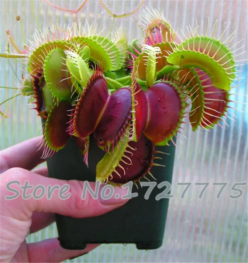 Dionaea растения Muscipula Гигантский зажим Венера ловушка для мух бонсай плантас 300 шт инсективорные Семена Садовый цветок