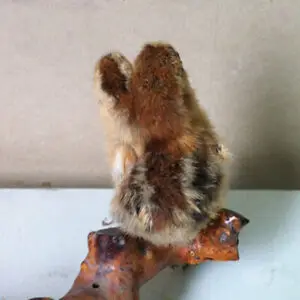 Декоративный цыпленок Taxidermy с 2 головками птица Модель № 1|Платки и полотенца| |