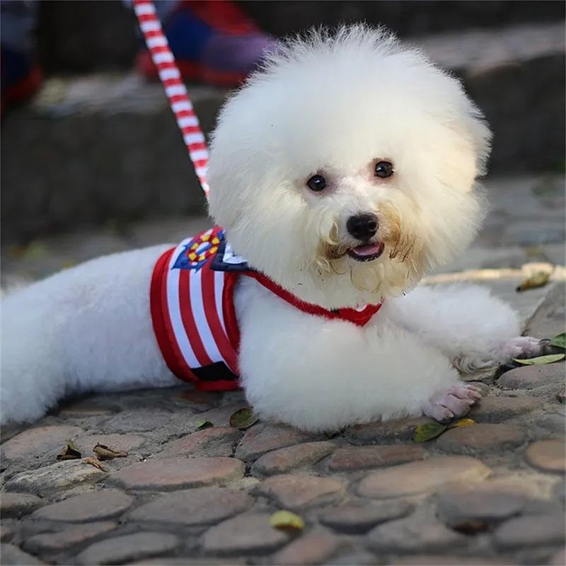

Pet chest strap leash Teddy Small dog Walking dog Leash Poodle chest strap set