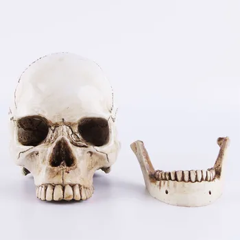 

HeyMamba Resin Skull Statue Replica Medical Skeleton Model Lifesize Halloween Home Decoration Craft Skull