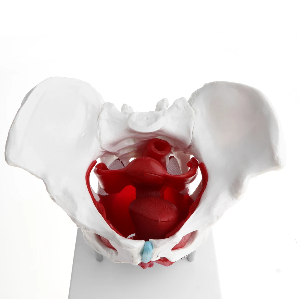 Female Pelvis Model with Ligaments Muscles and Organs | Pelvis Skeleton Model | Human Anatomical Models