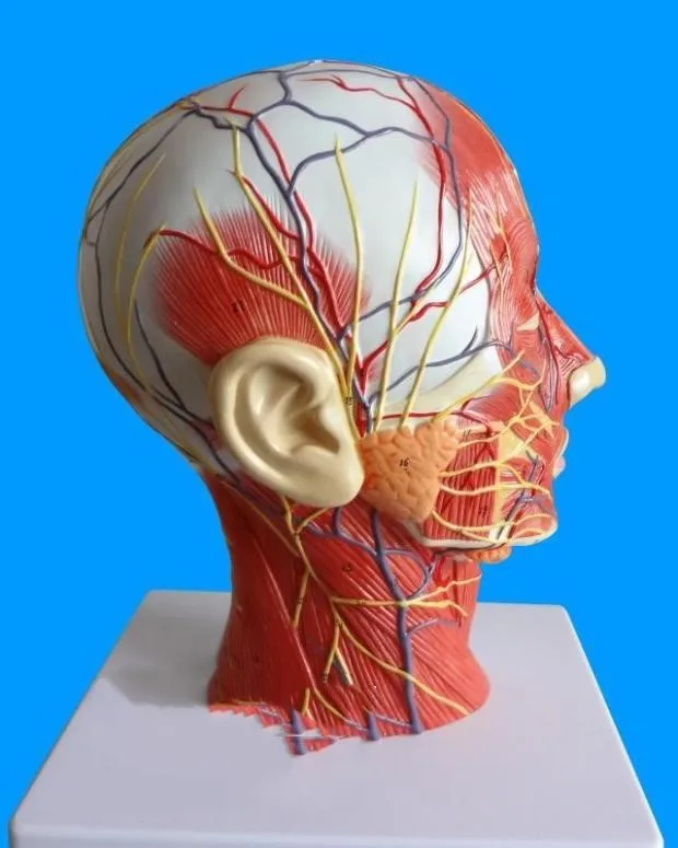 

Anatomical Skull Nerve Blood Vessel Head Viscera Medical model ATT