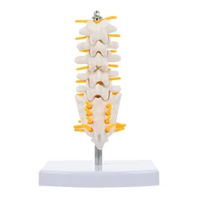 

Anatomy Model Lumbar Spine Model Lumbar Anatomy Model for Teaching